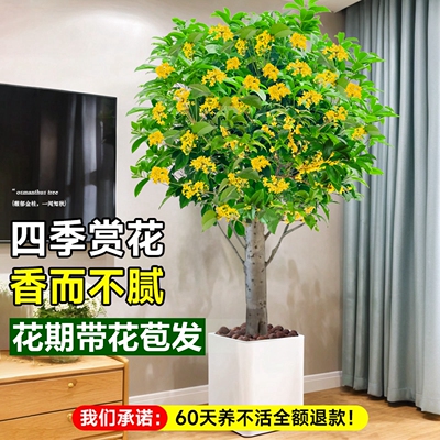 四季桂花树苗盆栽庭院地栽