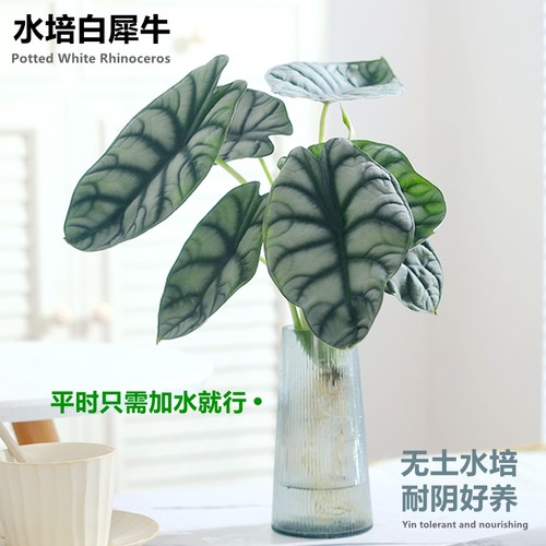 白犀牛龙鳞海芋网红绒面观叶植物