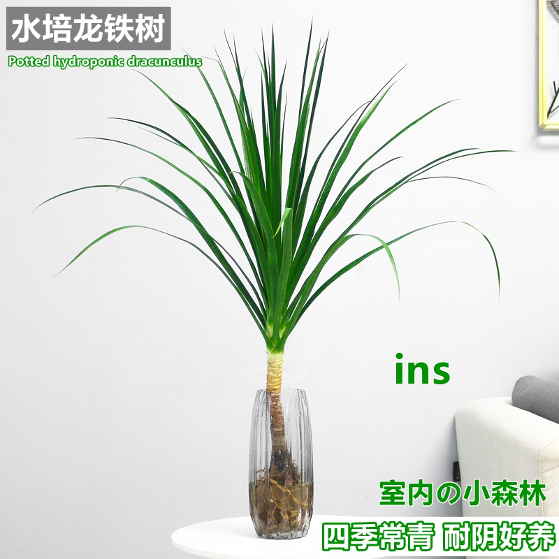 水培植物龙血树四季常青