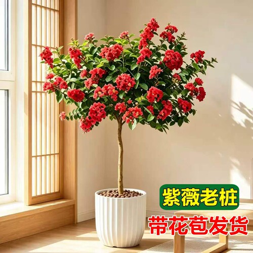紫薇花树苗棒棒糖老桩庭院大型客