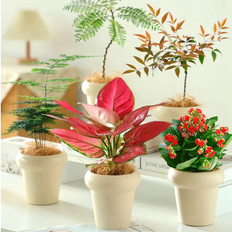 吉利红长寿花绿植室内盆栽发财树情绪稳定花室内四季好养活绿植物