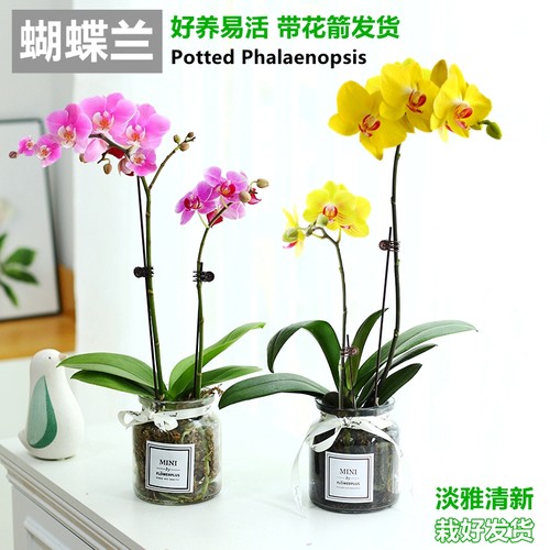 带花苞蝴蝶兰盆栽绿植