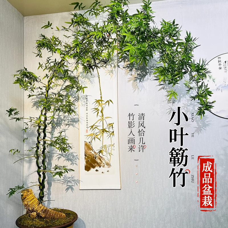 小叶簕竹老桩成品盆景盆栽禅意竹子室内办公室桌面四季好养绿植物
