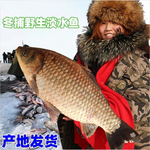 正宗查干碧水冬捕胖头鱼大头鱼鲢鳙花鲢白莲鲤草鲫白鱼全鱼宴礼包