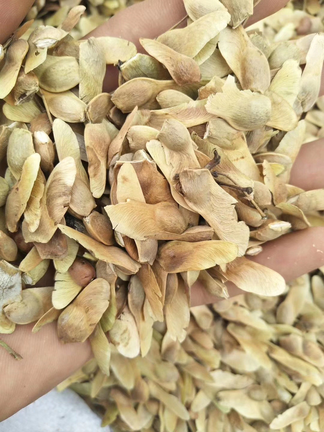 食用油神经酸元宝枫种子榨油耐寒品种季元宝枫苗五角枫种子易播种