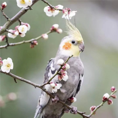 原始灰活泼听话玄凤鹦鹉黄化珍珠能学说唱歌的宠物亲人粘人好上手