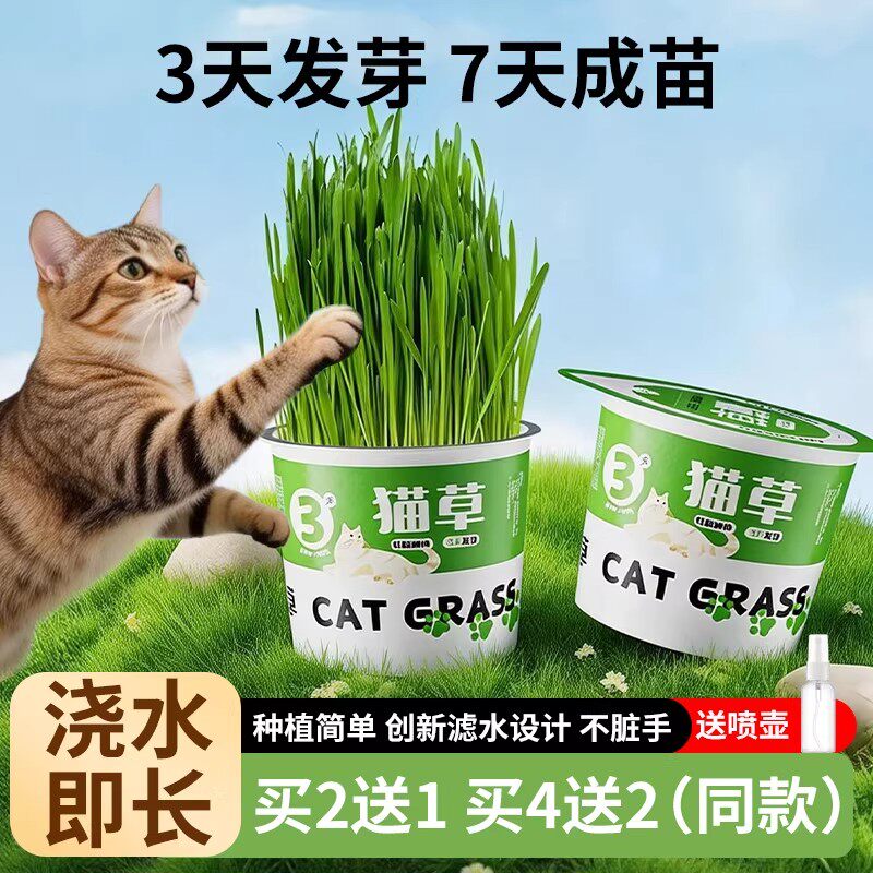 懒人泡面猫草种子化毛零食