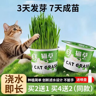 猫草盆栽种植助化毛懒人泡面猫草种子自种猫薄荷化毛猫咪零食用品