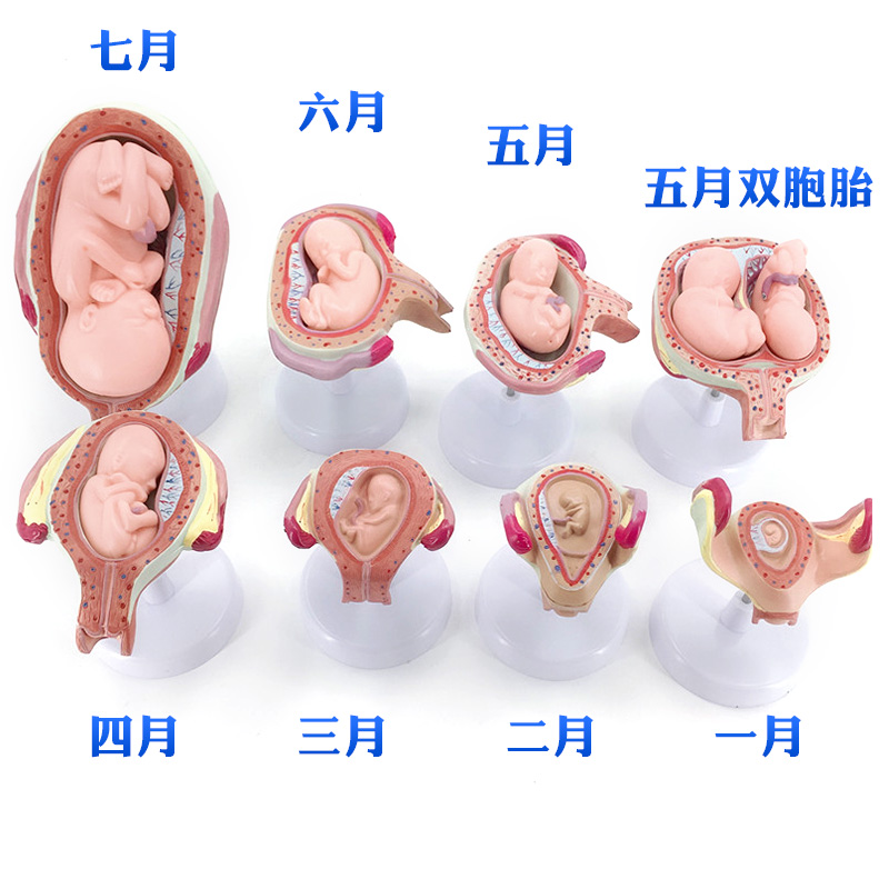 计划生育展示 妊娠胚胎发育模型 胎儿形成发育过程模型 生殖健康