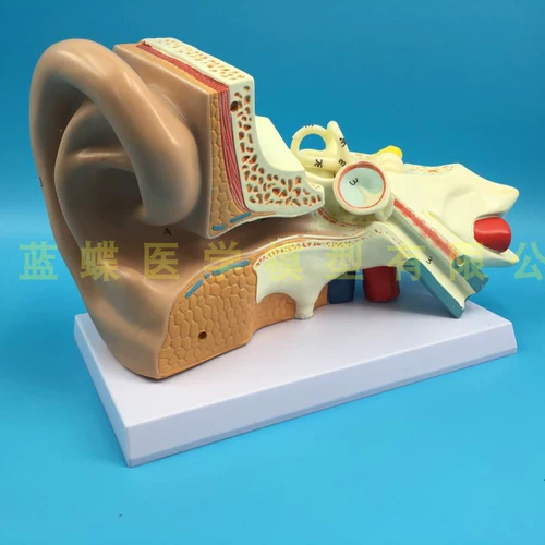 Модель большого уха модели анатомии уха модели уха
