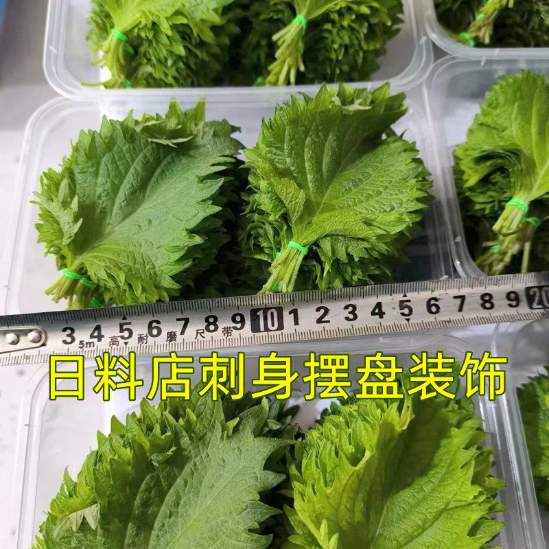 绿色紫苏叶约100片 新鲜苏子叶 大叶日本寿司生鱼片料理刺身摆盘