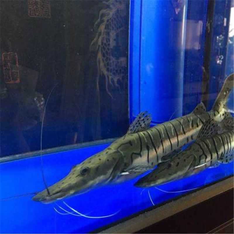 虎斑鸭嘴鲨鱼活体虎纹鸭嘴鱼淡水鲨鱼大型凶猛热带观赏鱼包邮包活