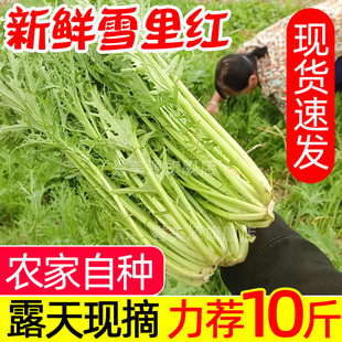 农家自种雪里红雪菜新鲜雪里蕻腌菜湖北露天当季应季现摘青菜蔬菜