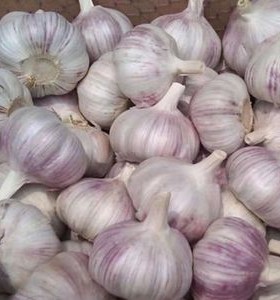 河南农家5斤新干蒜大蒜头紫白皮干蒜大蒜种子200g起新大蒜