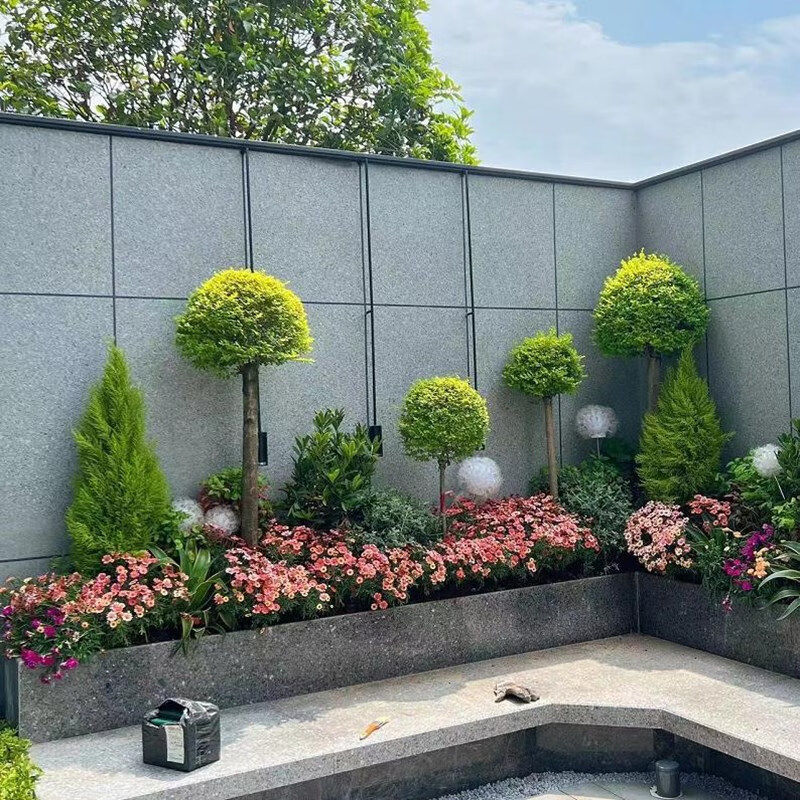 小叶女贞球庭院别墅花镜绿化球形植物亮晶女贞树苗四季常青棒棒糖