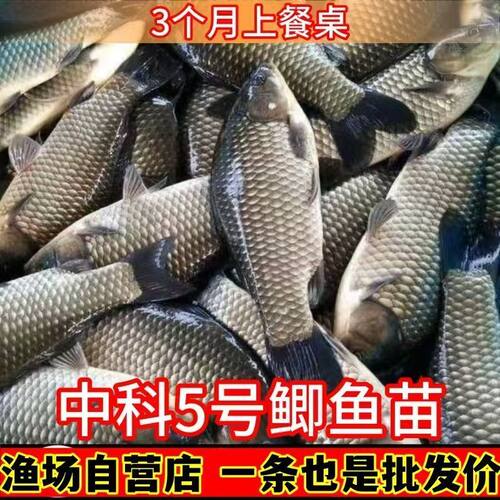 高效养殖中科鲫鱼苗直供