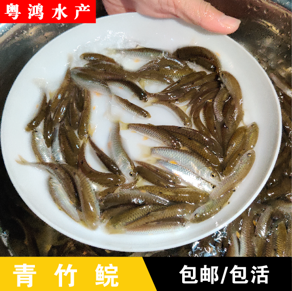青竹皖鱼苗 军鱼苗 黄娟鱼清波鱼河坚 光倒刺鲅鱼 淡水鱼苗
