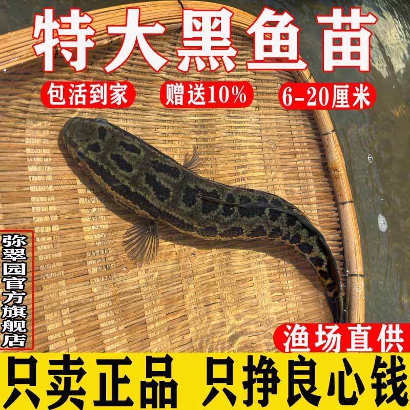 黑鱼苗淡水养殖食用好养