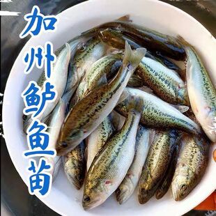 鲈鱼苗淡水养殖加州鲈鱼苗健康苗种活体大口黑鲈鱼大规格冷水鱼路