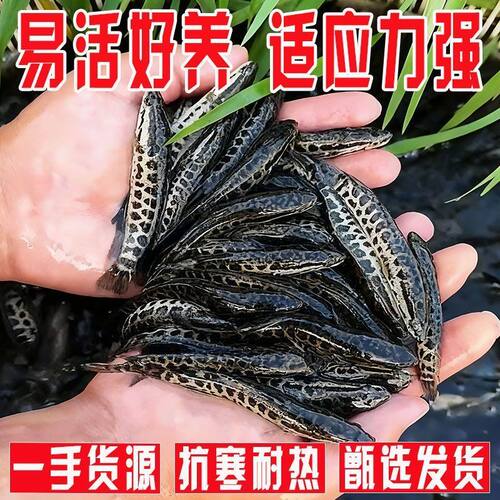黑鱼苗淡水养殖食用乌鳢