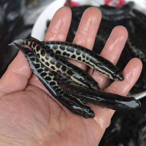 黑鱼苗凶猛观赏鱼可食用