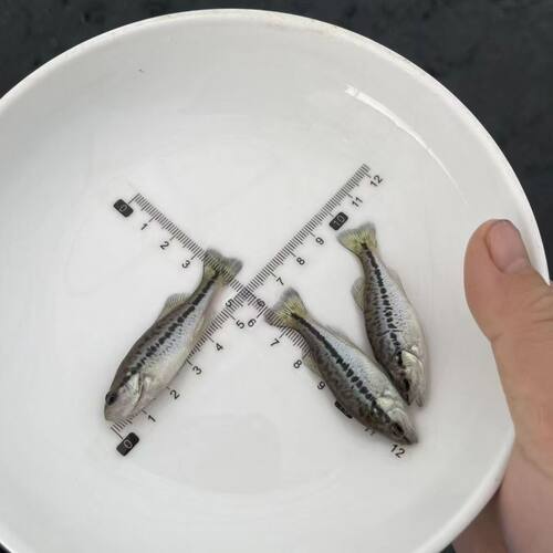 鲈鱼鱼苗凶猛淡水鱼养殖
