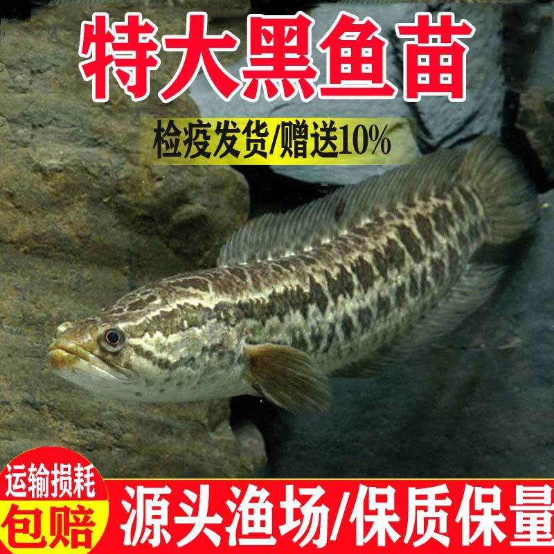 黑鱼苗乌鳢鱼淡水养殖食