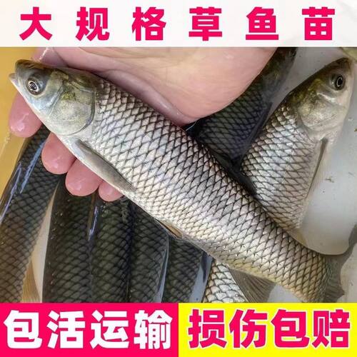 正宗大草鱼苗特大号半斤