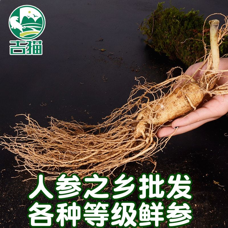 长白山人参鲜参500g鲜园参保新鲜生晒参特产东北干参原皮片苗