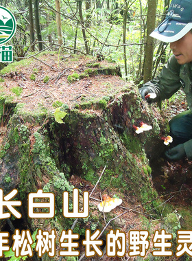 长白山野生松杉灵芝250g整根需要切片请自行备注赤木林芝黑芝紫芝