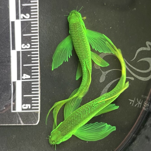 暗夜绿豹纹长鳍蝶翼斑马鱼小型热带淡水鱼苗活体好养易活水中仙子