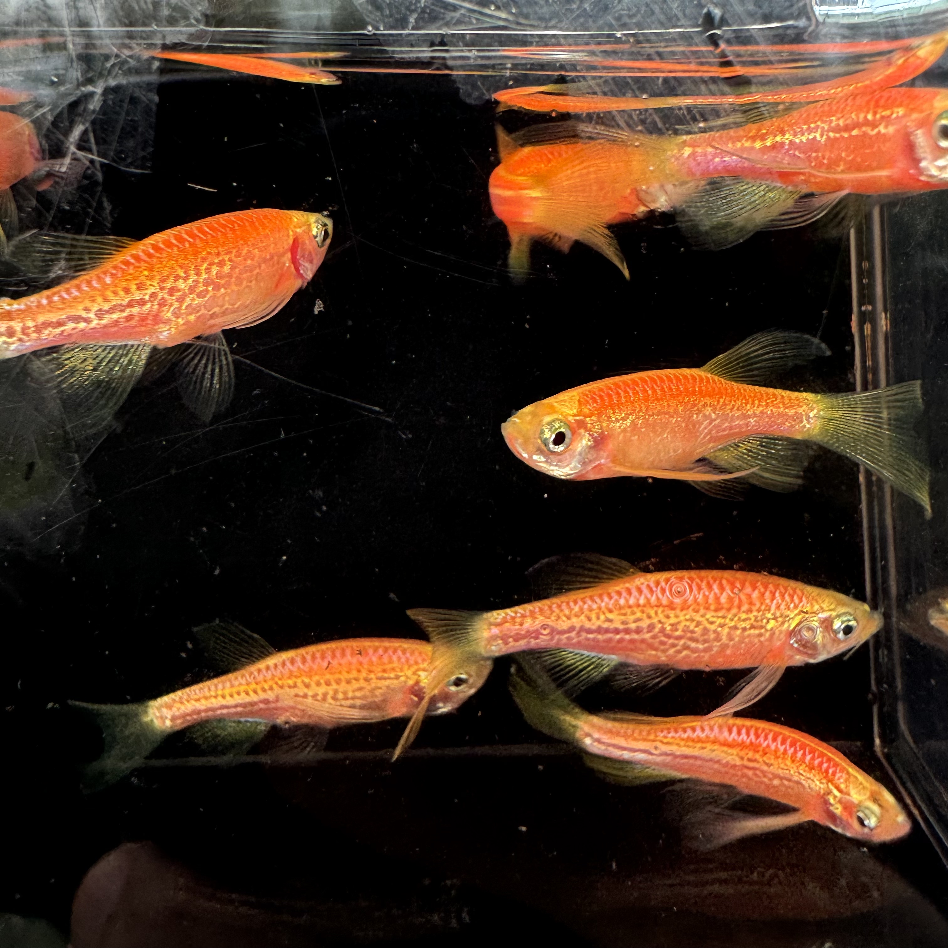荧光红樱花红豹纹蝶翼斑马鱼长鳍翡翠绿龙凤冷水小型淡水好养易活
