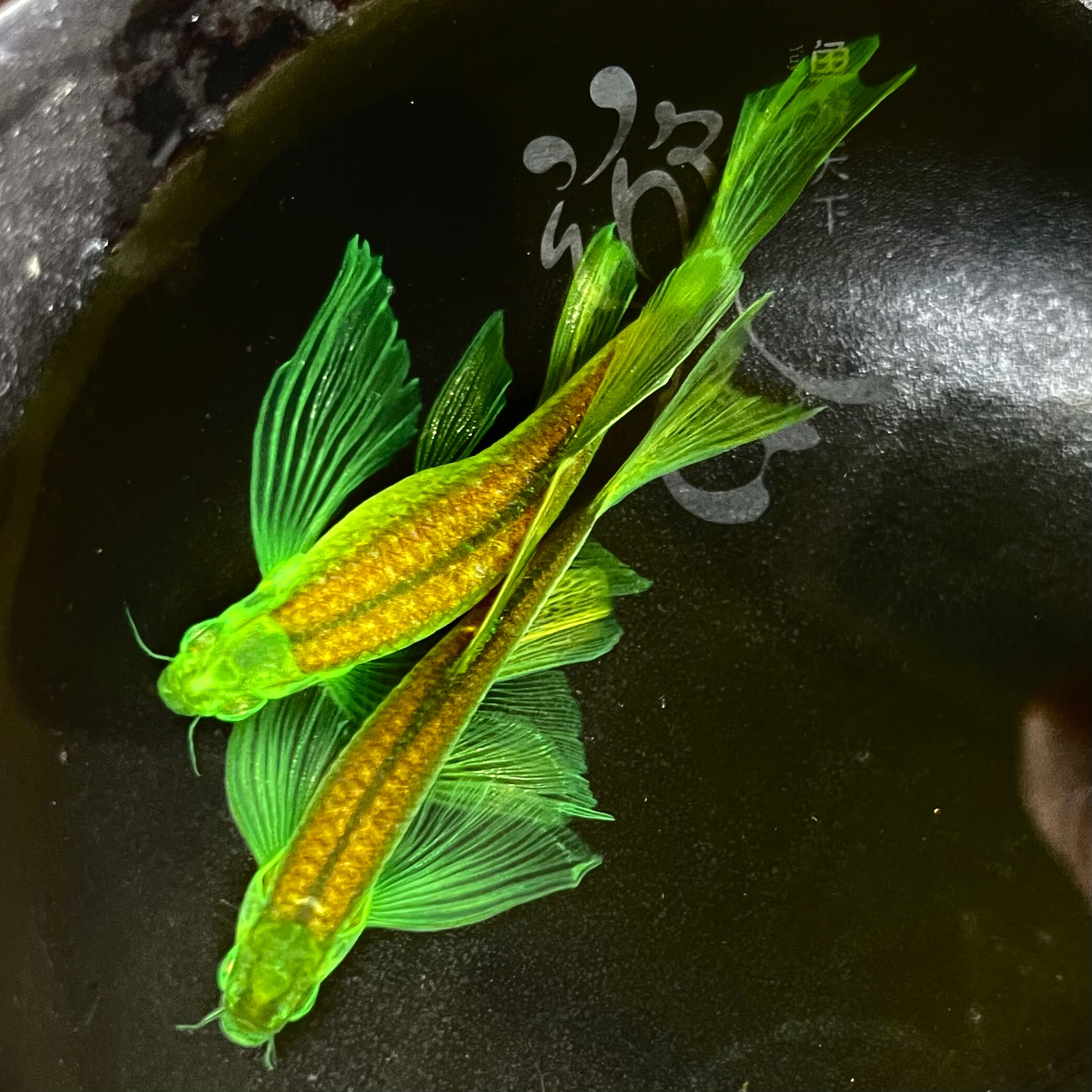 暗夜龙凤豹纹长鳍蝶翼斑马鱼小型热带淡水鱼苗活体好养闪闪发光鱼