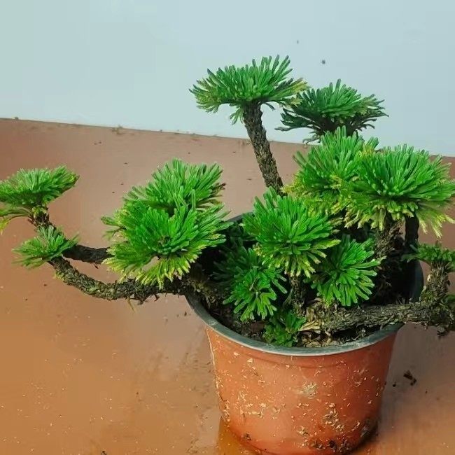 卷柏九死还魂草绿植盆栽室内外花卉植物好养不死假山造景微型盆景