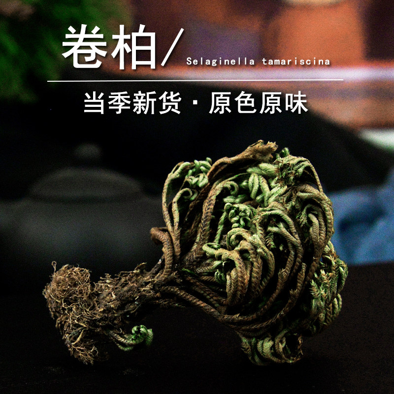卷柏中药材小药仙正品野生九死还魂草卷柏粉还阳草药万年青石岩柏