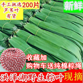 芦苇叶粽叶野生天然新鲜芦苇叶端午节包粽子叶新鲜现摘200片 免邮