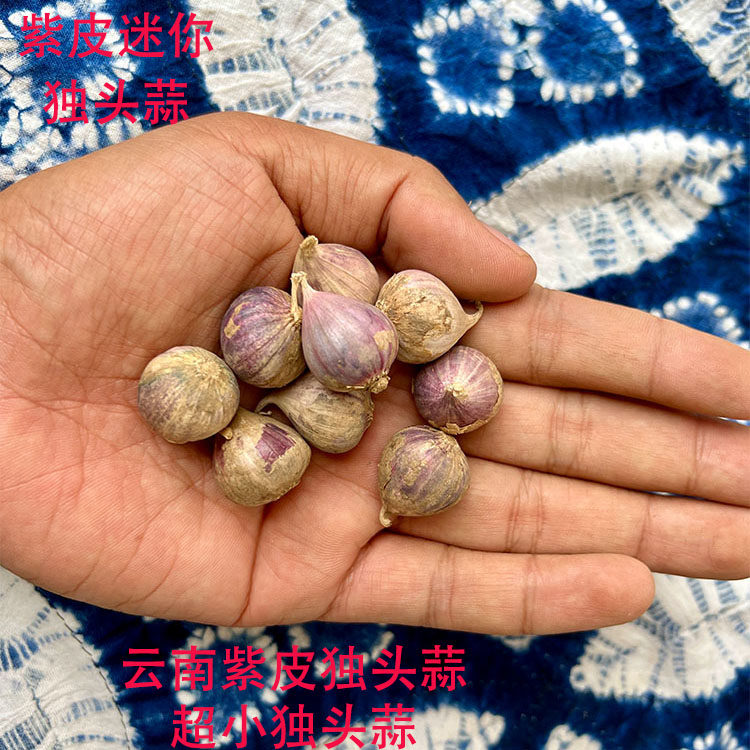 云南大理直销农家自种紫皮小独蒜迷你独头蒜独头珍珠蒜小个独头蒜