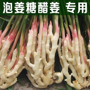 现挖仔姜新鲜嫩姜当季新货脆嫩泡姜糖醋姜腌制生姜子姜蔬菜无水洗