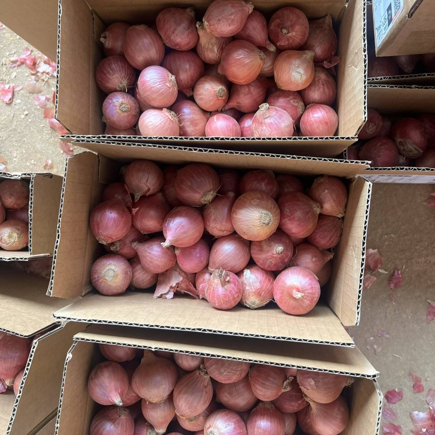 新鲜毛葱头正宗迷你小洋葱圆葱蘸酱炸油酥鬼子葱红葱头当季蔬菜子,水产肉类/新鲜蔬果/熟食,洋葱/红葱头,淘宝优惠券,粉丝福利购,淘宝优惠卷