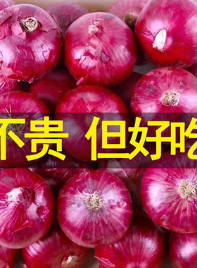 新鲜紫皮洋葱辛辣圆葱应季农家自种蔬菜现挖水果生吃红皮洋葱头元