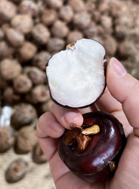 广西马蹄荸荠新鲜蔬菜当季现挖现发正宗水果生吃脆甜多汁时令整箱