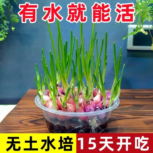 【种植推荐】正宗香葱头四季小葱