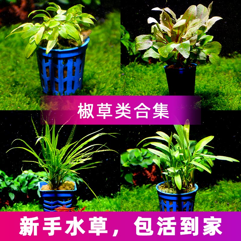 火烈鸟椒草淘宝天猫优惠券大全 品牌精品汇聚 价格大全移动版 最宠网