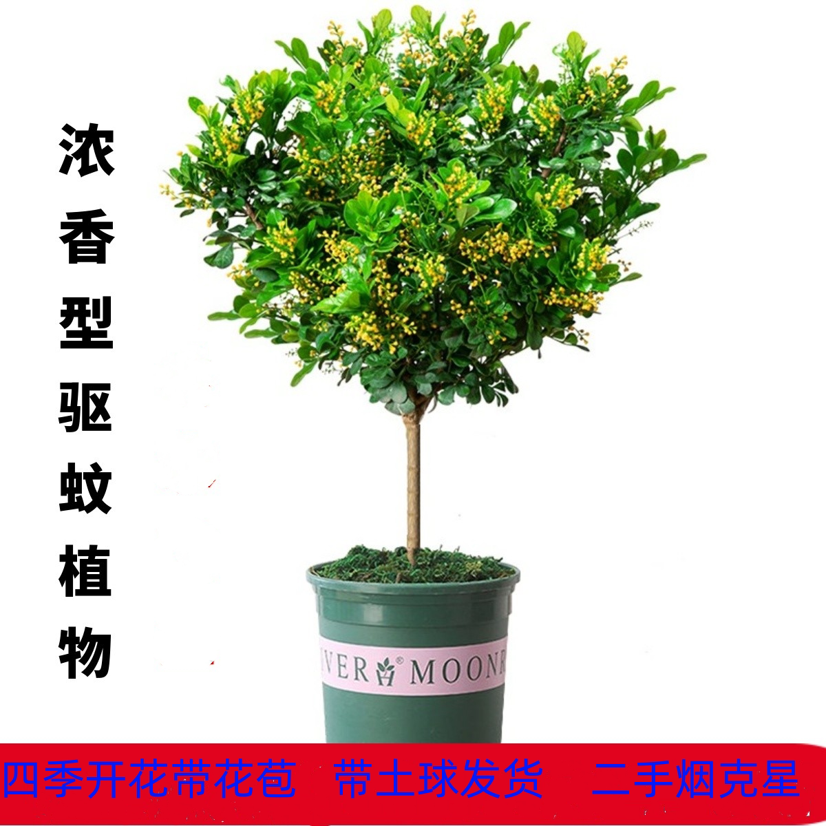 独杆米兰花老桩驱蚊绿植盆栽室内四季开花带花苞浓香好养花卉植物