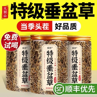 特级垂盆草野生中药材食用新鲜的功效与作用护肝正品官方旗舰店zz