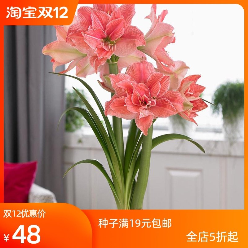 重瓣荷兰朱顶红种球 花园植物盆栽室内花卉四季易种 球根,宠物/宠物食品及用品,水草,淘宝优惠券,粉丝福利购,淘宝优惠卷