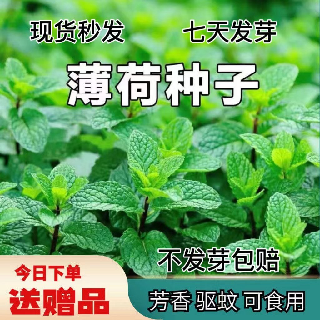 可食用薄荷种子驱蚊虫植物花草种子耐热花卉四季阳台盆栽薄荷种籽,宠物/宠物食品及用品,水草,淘宝优惠券,粉丝福利购,淘宝优惠卷
