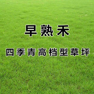 进口早熟禾草籽草坪种子矮生四季青庭院别墅耐践踏早熟禾草皮种子
