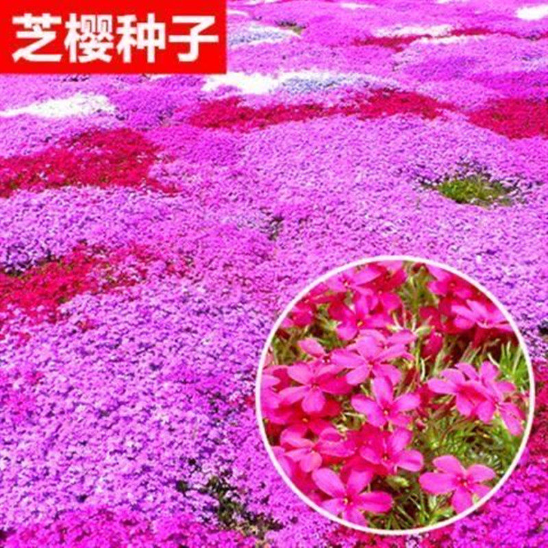 丛生芝樱花种子福禄考室内庭院景观花海花籽五色梅四季开花种籽子