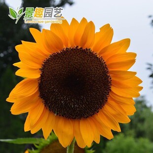 金色向日葵种子高产食葵葵花大清花大花盘结子多高产易种厂家